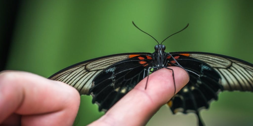 Butterfly Garden